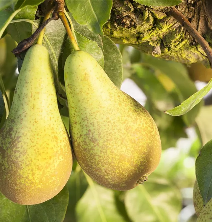 Säulenbirne - Pyrus (Säulenbirne) 'Concorde'