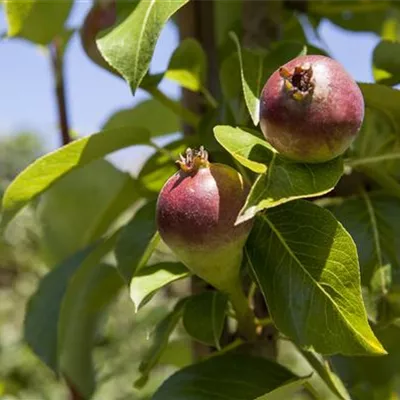 im Container - Säulenbirne - Pyrus (Säulenbirne) 'Condora'