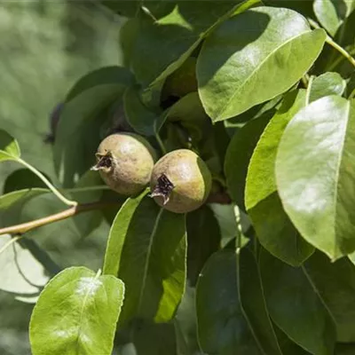 im Container - Säulenbirne - Pyrus (Säulenbirne) 'Decora'