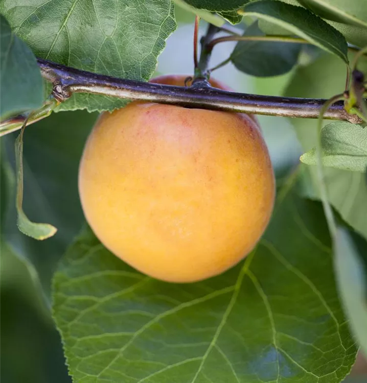 Prunus (Aprikose) 'Luizet'