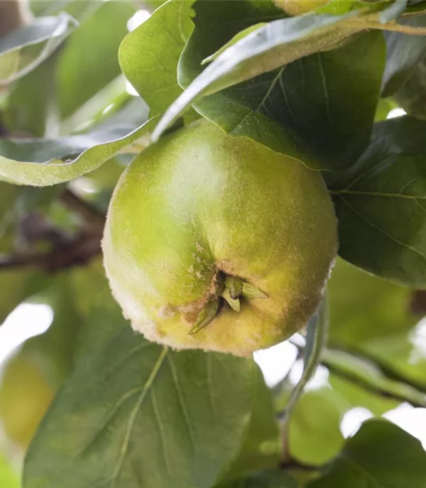 Cydonia (Quitte) 'Cydora Robusta'