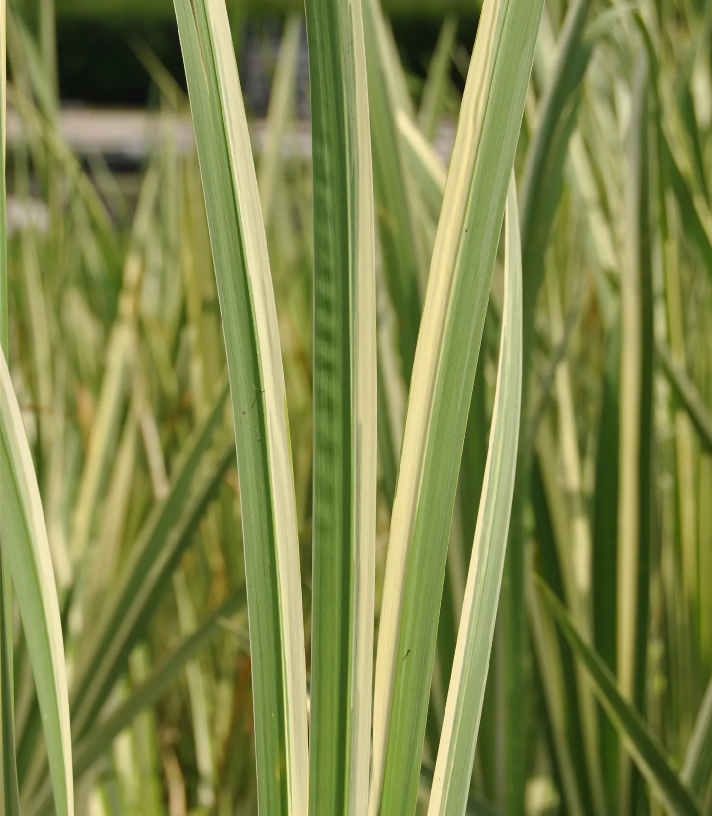 Acorus calamus 'Variegatus'