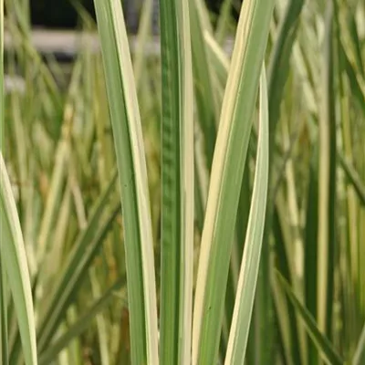 Topfgrösse 0.5 Liter - Kalmus - Acorus calamus 'Variegatus'