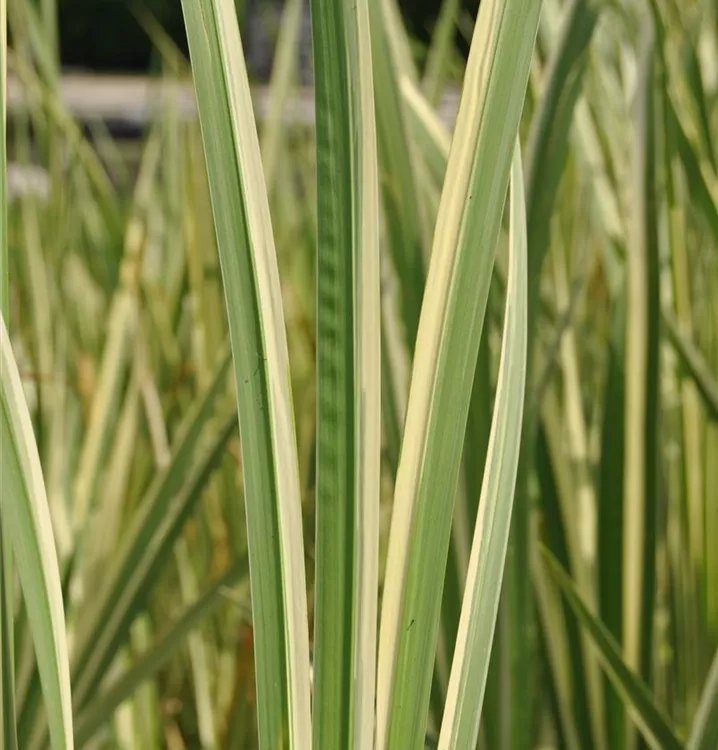 Kalmus - Acorus calamus 'Variegatus'