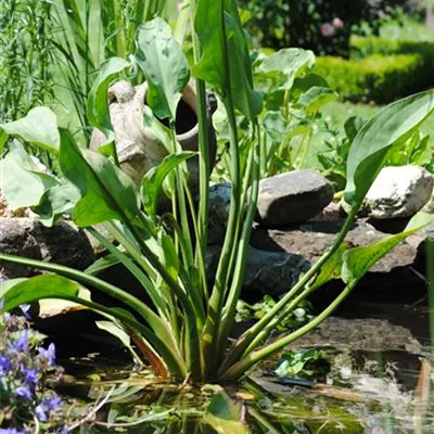 Topfgrösse 0.5 Liter - Gewöhnlicher Froschlöffel - Alisma plantago-aquatica