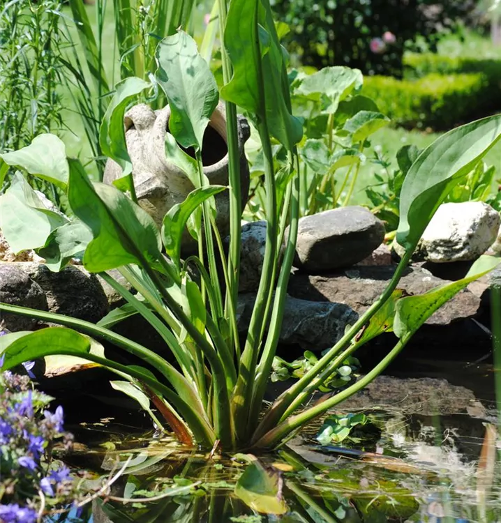 Gewöhnlicher Froschlöffel - Alisma plantago-aquatica