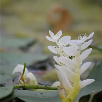 Topfgrösse 0.5 Liter - Afrikanische Wasserähre - Aponogeton distachyos