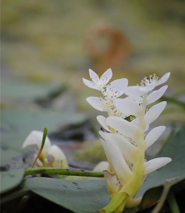 Aponogeton distachyos