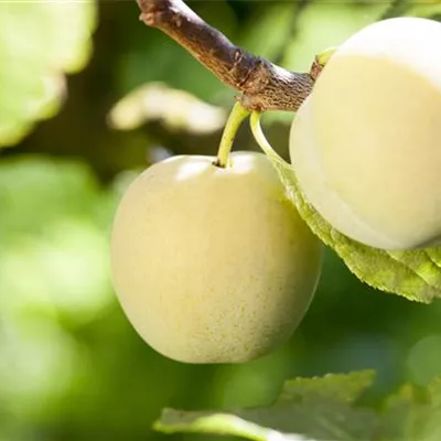 Pyramide wurzelnackt - Prunus (Pflaume) 'Reineclaude d'Oullins'