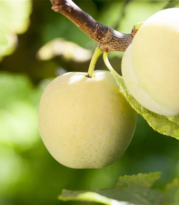 Prunus (Pflaume) 'Reineclaude d'Oullins'