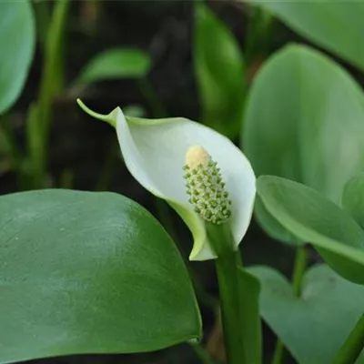 Topfgrösse 0.5 Liter - Sumpfkalla, Schweinsohr - Calla palustris