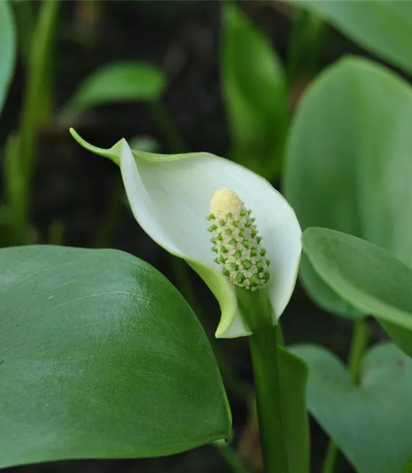 Calla palustris