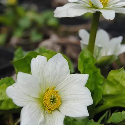 Topfgrösse 0.5 Liter - Weissblühende Sumpf-Dotterblume - Caltha palustris var. alba