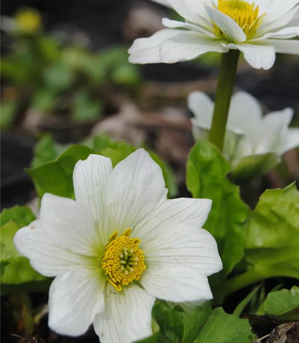 Caltha palustris var. alba