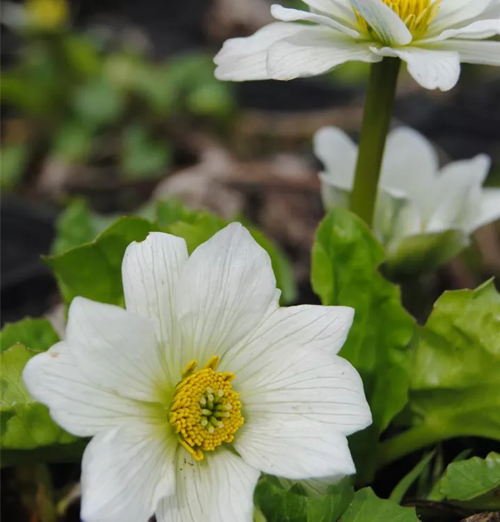 Weissblühende Sumpf-Dotterblume - Caltha palustris var. alba