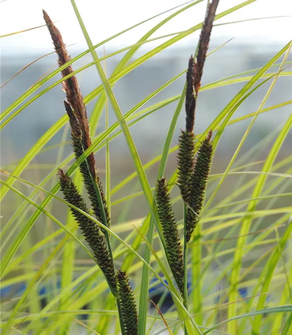 Carex acuta