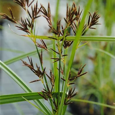 Topfgrösse 0.5 Liter - Lanngästiges Zypergras - Cyperus longus