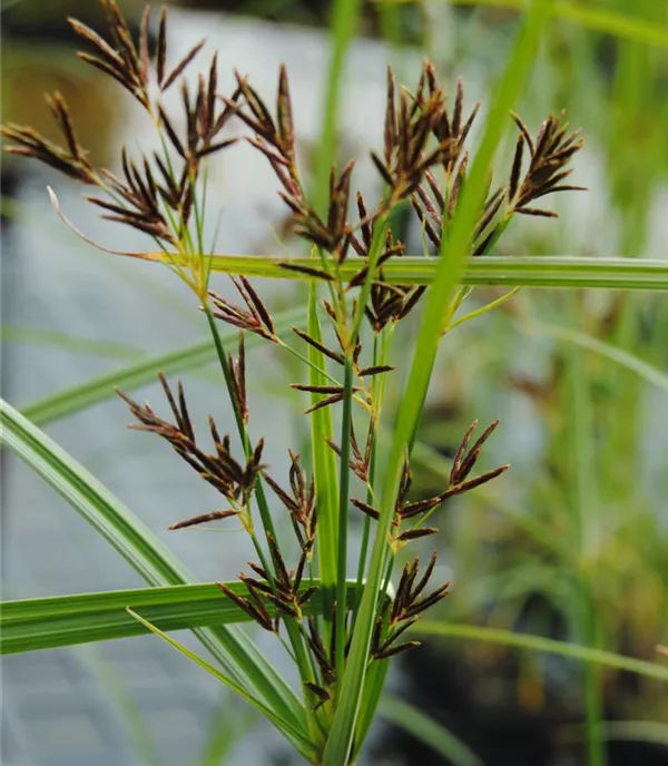 Cyperus longus