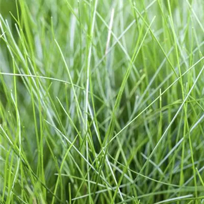 Topfgrösse 0.5 Liter - Nadelsimse, Nadelried - Eleocharis acicularis