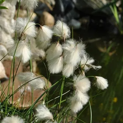 Topfgrösse 0.5 Liter - Schmalblättriges Wollgras - Eriophorum angustifolium