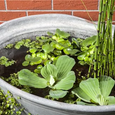 Topfgrösse 0.5 Liter - Üerwinternder Schachtelhalm - Equisetum hyemale var. robustum