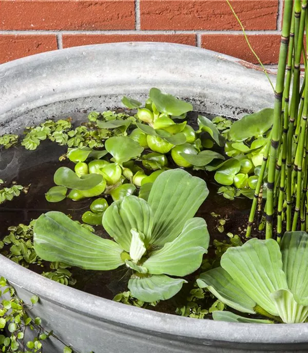 Equisetum hyemale var. robustum