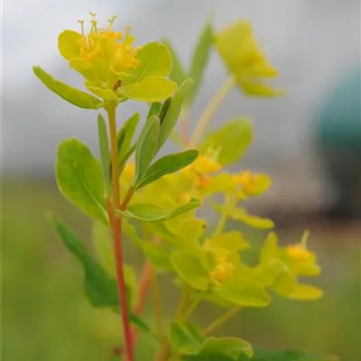 Topfgrösse 0.5 Liter - Sumpf-Wolfsmilch - Euphorbia palustris