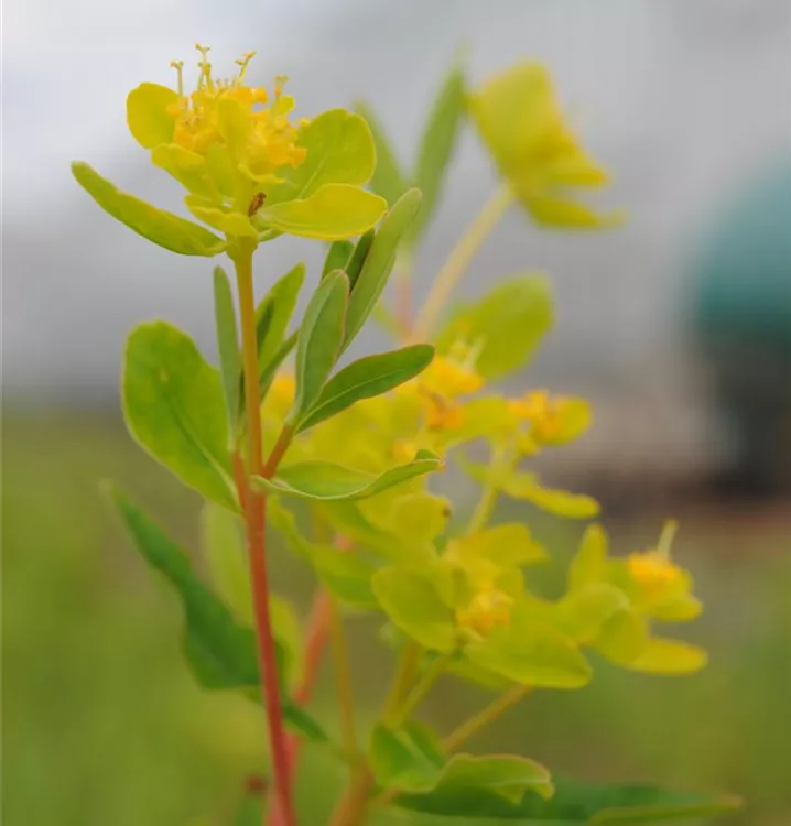 Sumpf-Wolfsmilch - Euphorbia palustris