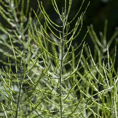 Topfgrösse 0.5 Liter - Sumpf-Schachtelhalm - Equisetum palustre