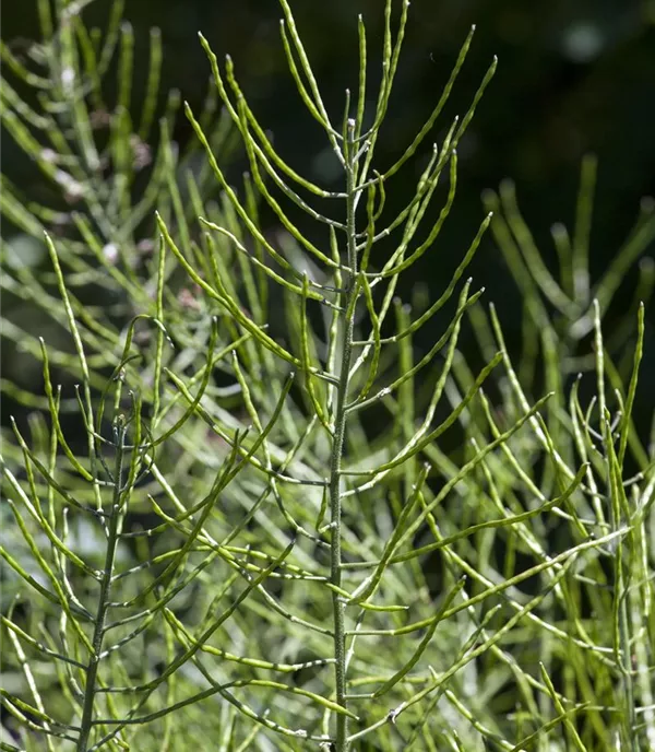 Equisetum palustre