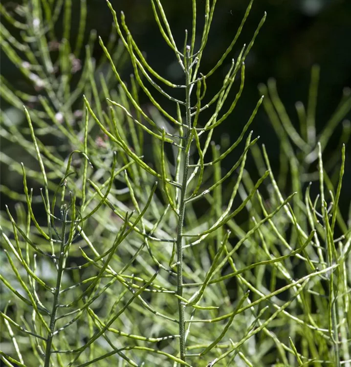 Sumpf-Schachtelhalm - Equisetum palustre