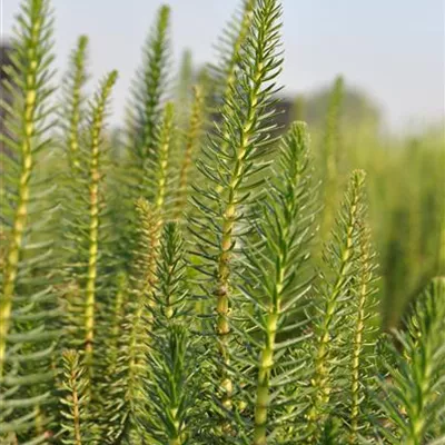 Topfgrösse 0.5 Liter - Gewöhnlicher Tannenwedel - Hippuris vulgaris