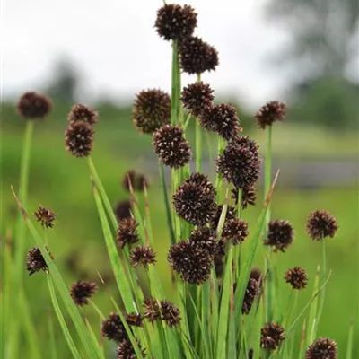 Topfgrösse 0.5 Liter - Breitblättrige Binse - Juncus ensifolius