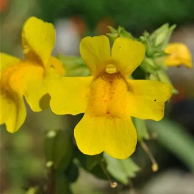 Topfgrösse 0.5 Liter - Gauklerblume - Mimulus luteus