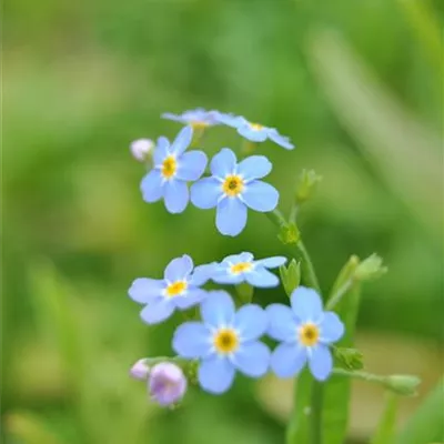 Topfgrösse 0.5 Liter - Sumpf-Vergissmeinnicht - Myosotis palustris