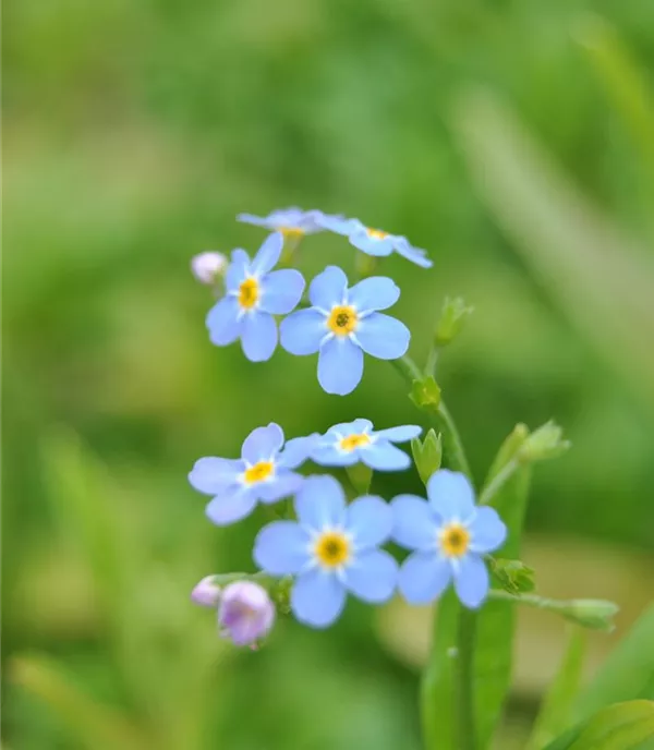 Myosotis palustris