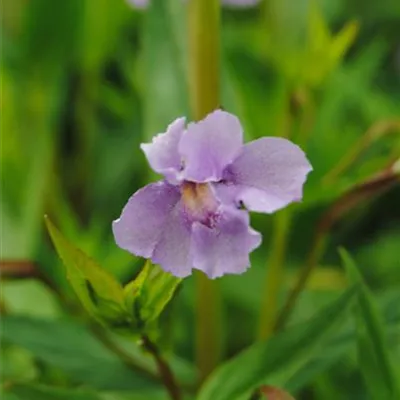 Topfgrösse 0.5 Liter - Gauklerblume - Mimulus ringens