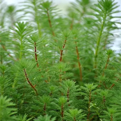 Topfgrösse 0.5 Liter - Tausendblatt - Myriophyllum verticillatum