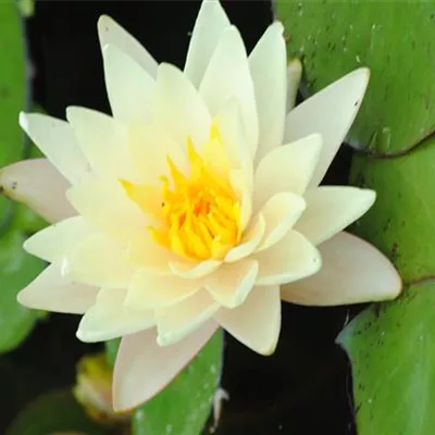 Topfgrösse 1 Liter - Garten-Seerose 'Marliacea Albida' - Nymphaea 'Marliacea Albida'