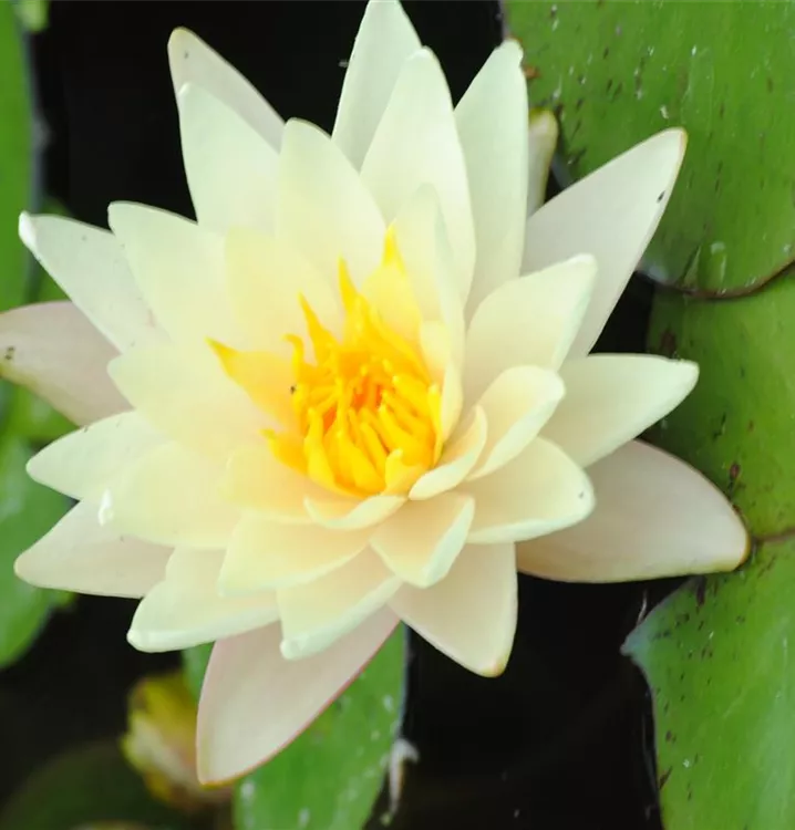 Garten-Seerose 'Marliacea Albida' - Nymphaea 'Marliacea Albida'