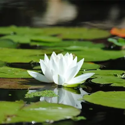 Topfgrösse 1 Liter - Seerose - Nymphaea alba