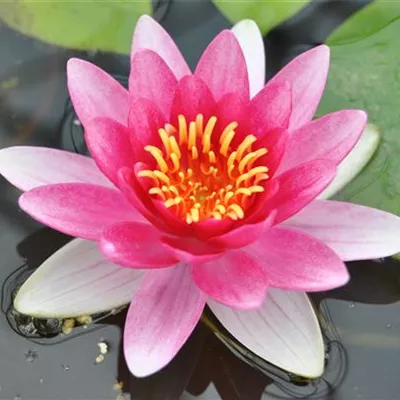 Topfgrösse 1 Liter - Garten-Seerose 'Attraction' - Nymphaea 'Attraction'