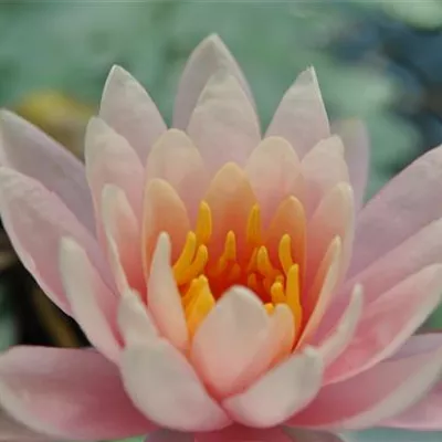 Topfgrösse 1 Liter - Garten-Seerose 'Fabiola' - Nymphaea 'Fabiola'