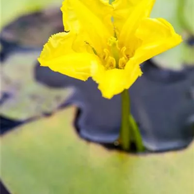 Topfgrösse 0.5 Liter - Sumpfrose, Seekanne - Nymphoides peltata