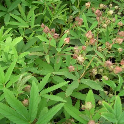 Topfgrösse 0.5 Liter - Sumpf-Fingerkraut - Potentilla palustris