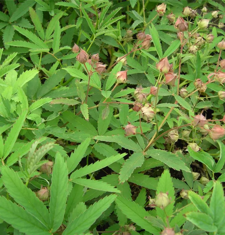 Sumpf-Fingerkraut - Potentilla palustris