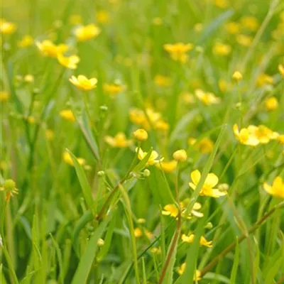 Topfgrösse 0.5 Liter - Kleiner Sumpfhahnenfuss - Ranunculus flammula