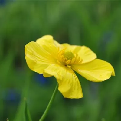 Topfgrösse 0.5 Liter - Grosser Sumpfhahnenfuss - Ranunculus lingua