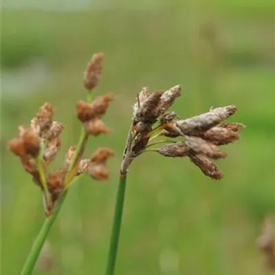 Topfgrösse 0.5 Liter - Teich-Simse - Schoenoplectus lacustris