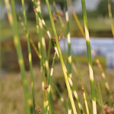 Topfgrösse 0.5 Liter - Steinsimse - Schoenoplectus tabernaemontani 'Zebrinus'